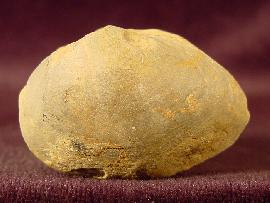 Paleoneilo pondaena HARTT  - Bild © FossNet FossilienStore